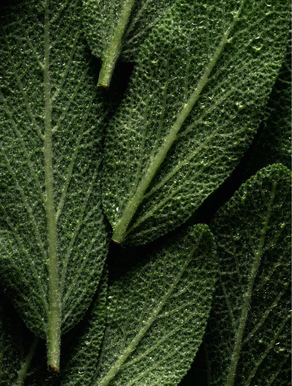 Huile corporelle Omega 6-9 pour une peau éclatante