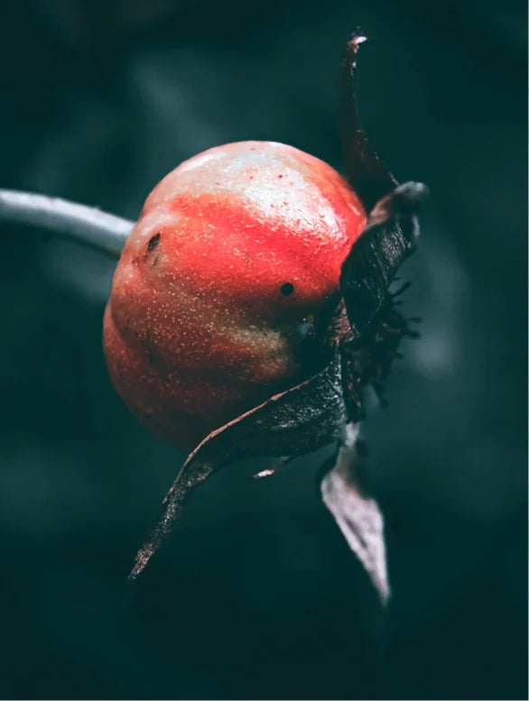 Sérum naturel à base d’huile alternatif au rétinol
